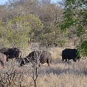 "African Buffalo" Kruger National Park, South Africa